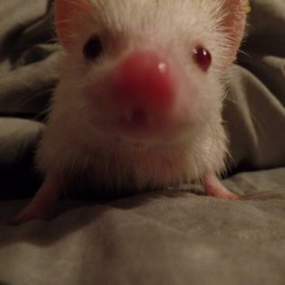 Meet your Posher, Christine - Picture 6 of 9